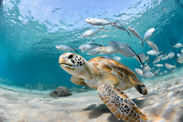 Individually, we are one drop. Together, we are an ocean