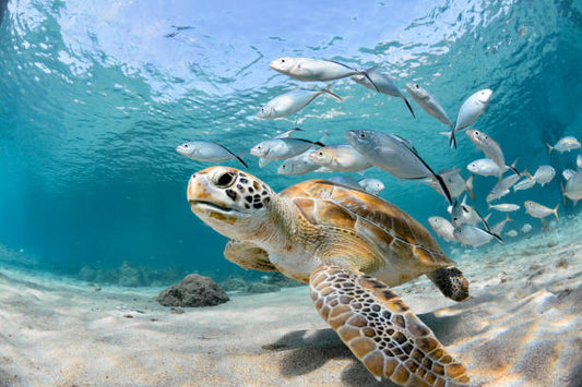 Individually, we are one drop. Together, we are an ocean